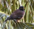 3715-common_myna